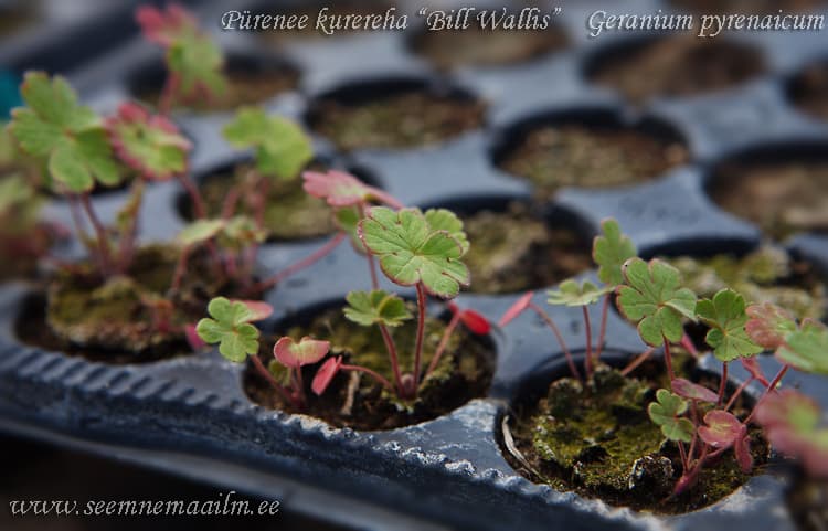 Geranium pyrenaicum Pürenee kurereha
